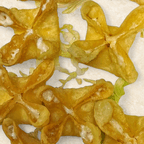 Best Krab Rangoon (8) in Boca Raton, FL